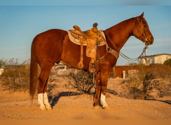American Quarter Horse, Gelding, 10 years, 15.3 hh, Sorrel
