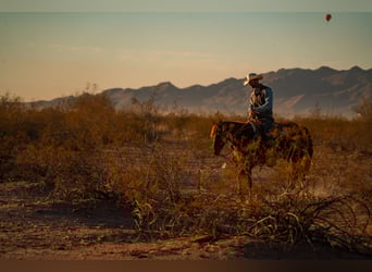 American Quarter Horse, Gelding, 10 years, 15.3 hh, Sorrel