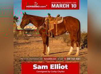 American Quarter Horse, Gelding, 10 years, 15.3 hh, Sorrel
