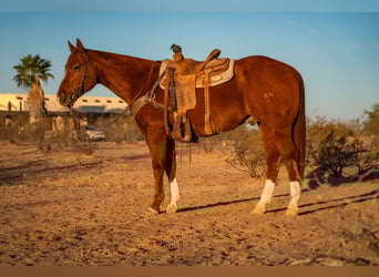 American Quarter Horse, Gelding, 10 years, 15.3 hh, Sorrel