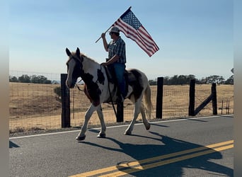 American Quarter Horse, Gelding, 10 years, 15.3 hh, Tobiano-all-colors