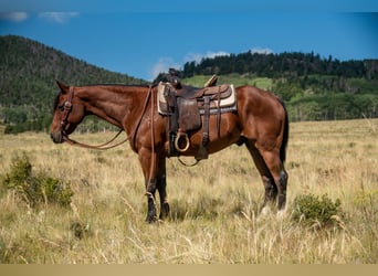 American Quarter Horse, Gelding, 10 years, 15 hh, Bay