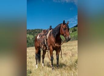 American Quarter Horse, Gelding, 10 years, 15 hh, Bay