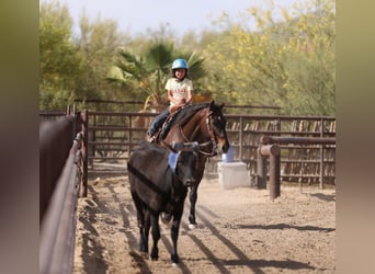 American Quarter Horse, Gelding, 10 years, 15 hh, Bay