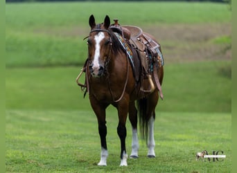 American Quarter Horse, Gelding, 10 years, 15 hh, Bay