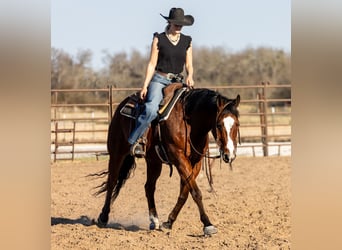 American Quarter Horse, Gelding, 10 years, 15 hh, Bay