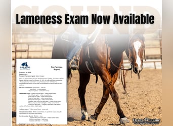 American Quarter Horse, Gelding, 10 years, 15 hh, Bay