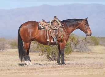 American Quarter Horse, Gelding, 10 years, 15 hh, Bay