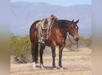 American Quarter Horse, Gelding, 10 years, 15 hh, Bay