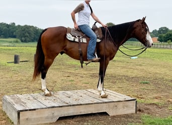American Quarter Horse, Gelding, 10 years, 15 hh, Bay