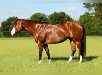 American Quarter Horse, Gelding, 10 years, 15 hh, Bay