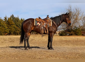American Quarter Horse, Gelding, 10 years, 15 hh, Bay