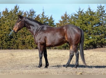 American Quarter Horse, Gelding, 10 years, 15 hh, Bay