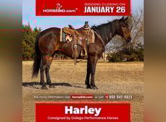 American Quarter Horse, Gelding, 10 years, 15 hh, Bay