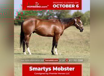 American Quarter Horse, Gelding, 10 years, 15 hh, Bay