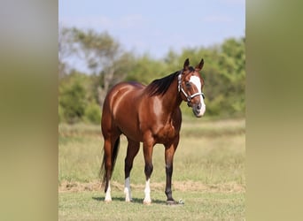 American Quarter Horse, Gelding, 10 years, 15 hh, Bay