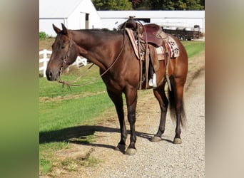 American Quarter Horse, Gelding, 10 years, 15 hh, Bay