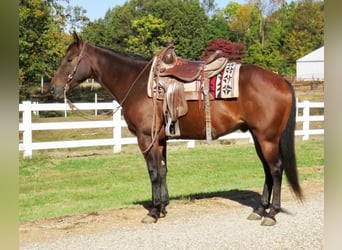 American Quarter Horse, Gelding, 10 years, 15 hh, Bay