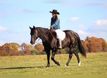 American Quarter Horse, Gelding, 10 years, 15 hh, Black