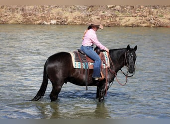 American Quarter Horse, Gelding, 10 years, 15 hh, Black