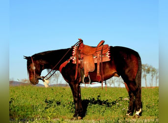 American Quarter Horse, Wallach, 10 Jahre, 15 hh, Rappe