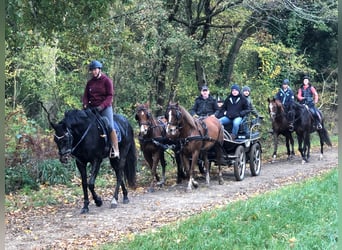American Quarter Horse, Gelding, 10 years, 15 hh, Brown