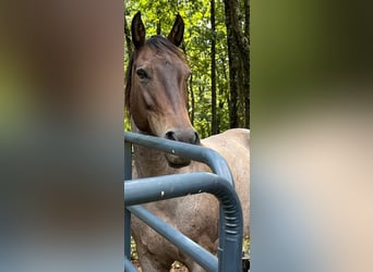 American Quarter Horse, Gelding, 10 years, 15 hh, Brown