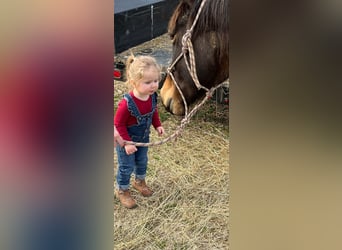 American Quarter Horse, Gelding, 10 years, 15 hh, Brown