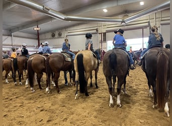 American Quarter Horse, Gelding, 10 years, 15 hh, Buckskin