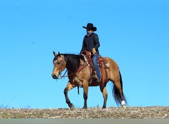 American Quarter Horse, Gelding, 10 years, 15 hh, Buckskin