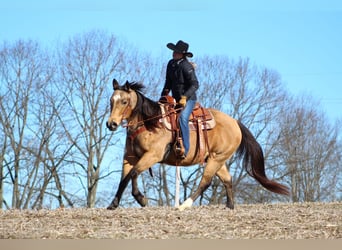 American Quarter Horse, Gelding, 10 years, 15 hh, Buckskin