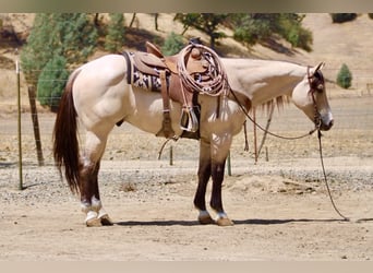 American Quarter Horse, Gelding, 10 years, 15 hh, Buckskin