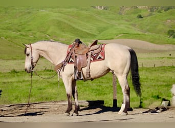 American Quarter Horse, Gelding, 10 years, 15 hh, Buckskin