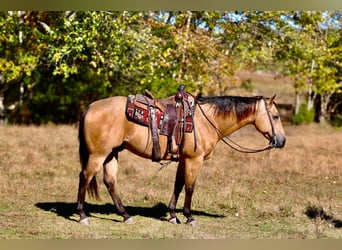 American Quarter Horse, Gelding, 10 years, 15 hh, Buckskin