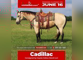 American Quarter Horse, Gelding, 10 years, 15 hh, Buckskin