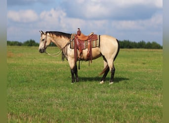 American Quarter Horse, Gelding, 10 years, 15 hh, Buckskin