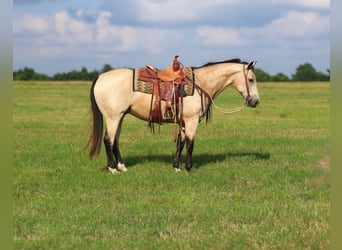 American Quarter Horse, Gelding, 10 years, 15 hh, Buckskin