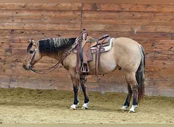 American Quarter Horse, Gelding, 10 years, 15 hh, Buckskin