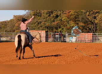 American Quarter Horse, Gelding, 10 years, 15 hh, Buckskin