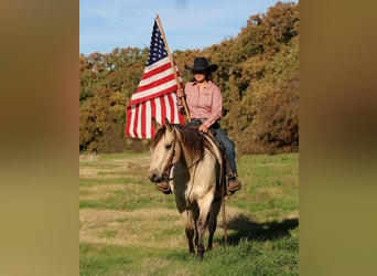 American Quarter Horse, Gelding, 10 years, 15 hh, Buckskin