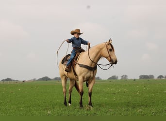 American Quarter Horse, Gelding, 10 years, 15 hh, Buckskin