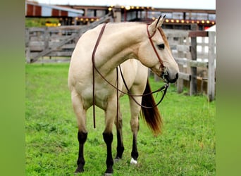 American Quarter Horse, Gelding, 10 years, 15 hh, Buckskin