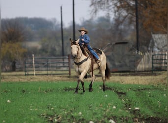 American Quarter Horse, Gelding, 10 years, 15 hh, Buckskin