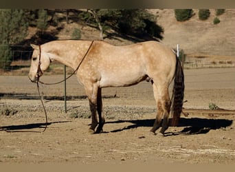 American Quarter Horse, Gelding, 10 years, 15 hh, Buckskin