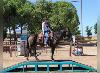 American Quarter Horse, Gelding, 10 years, 15 hh, Buckskin