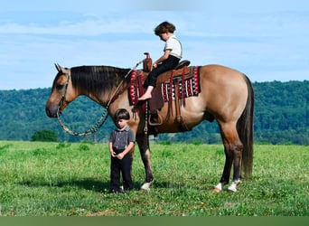 American Quarter Horse, Gelding, 10 years, 15 hh, Buckskin