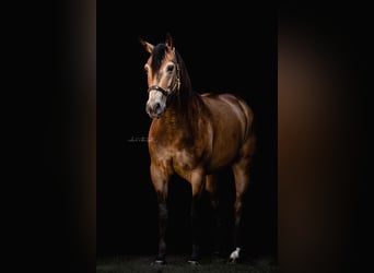 American Quarter Horse, Gelding, 10 years, 15 hh, Buckskin