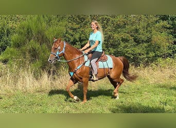 American Quarter Horse, Gelding, 10 years, 15 hh, Chestnut-Red