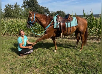 American Quarter Horse, Gelding, 10 years, 15 hh, Chestnut-Red