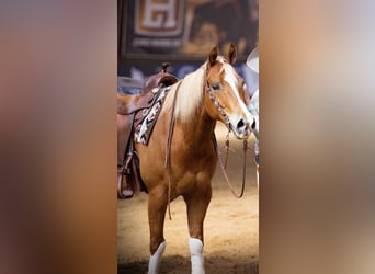 American Quarter Horse, Gelding, 10 years, 15 hh, Chestnut-Red